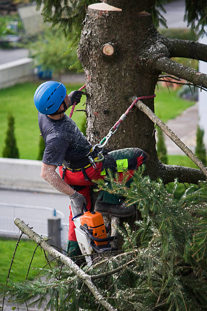 How Our Tree Care Process Works  in  North Hills, NY